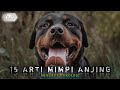 15 arti mimpi anjing  pertanda apa 