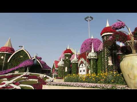 Dubai Miracle Garden – November 2018