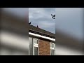 Mum's shock after spotting a bright pink pigeon
