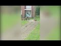 Mum's shock after spotting a bright pink pigeon
