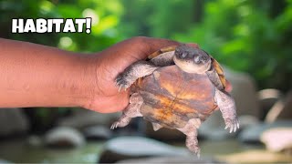 How to build : A Perfect African-sideneck Turtle INDOOR  Habitat 
