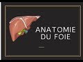 Anatomie du foie