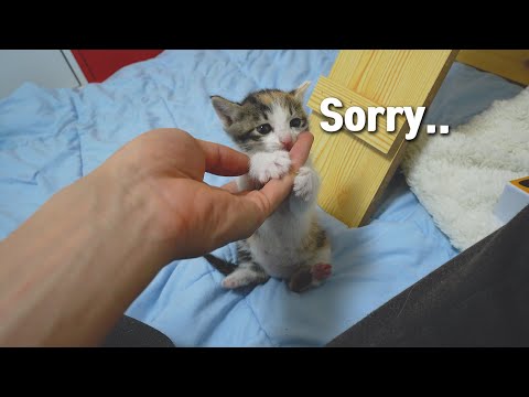 The  Rescued Baby Cat Tried to Act <strong>Cute</strong> After <strong>making</strong> a Mistake!