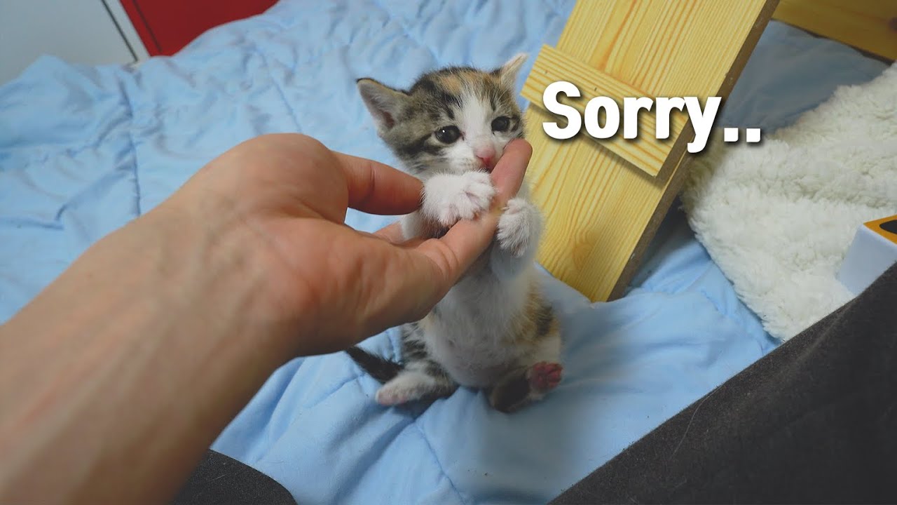 The  Rescued Baby Cat Tried to Act Cute After making a Mistake!
