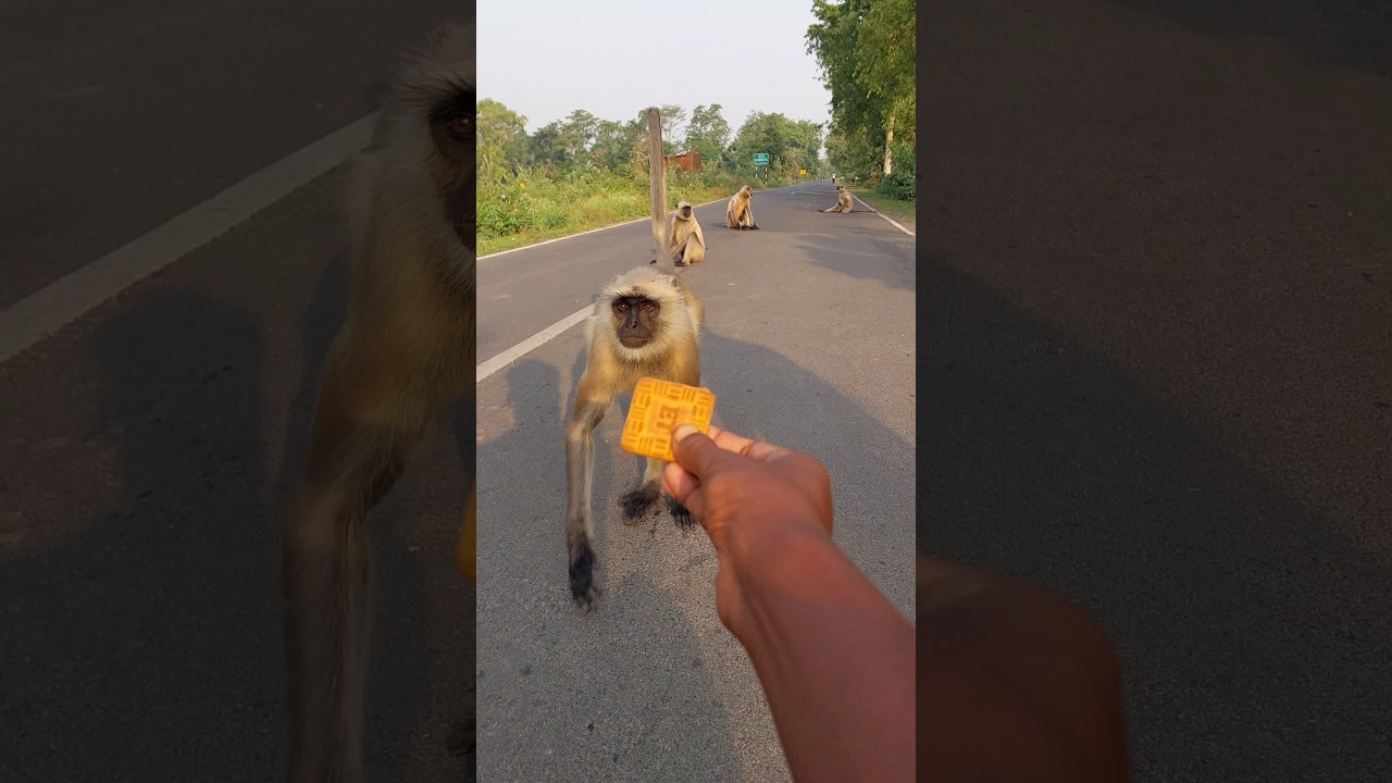 Real Jungle Road Experience 🌿🐒!