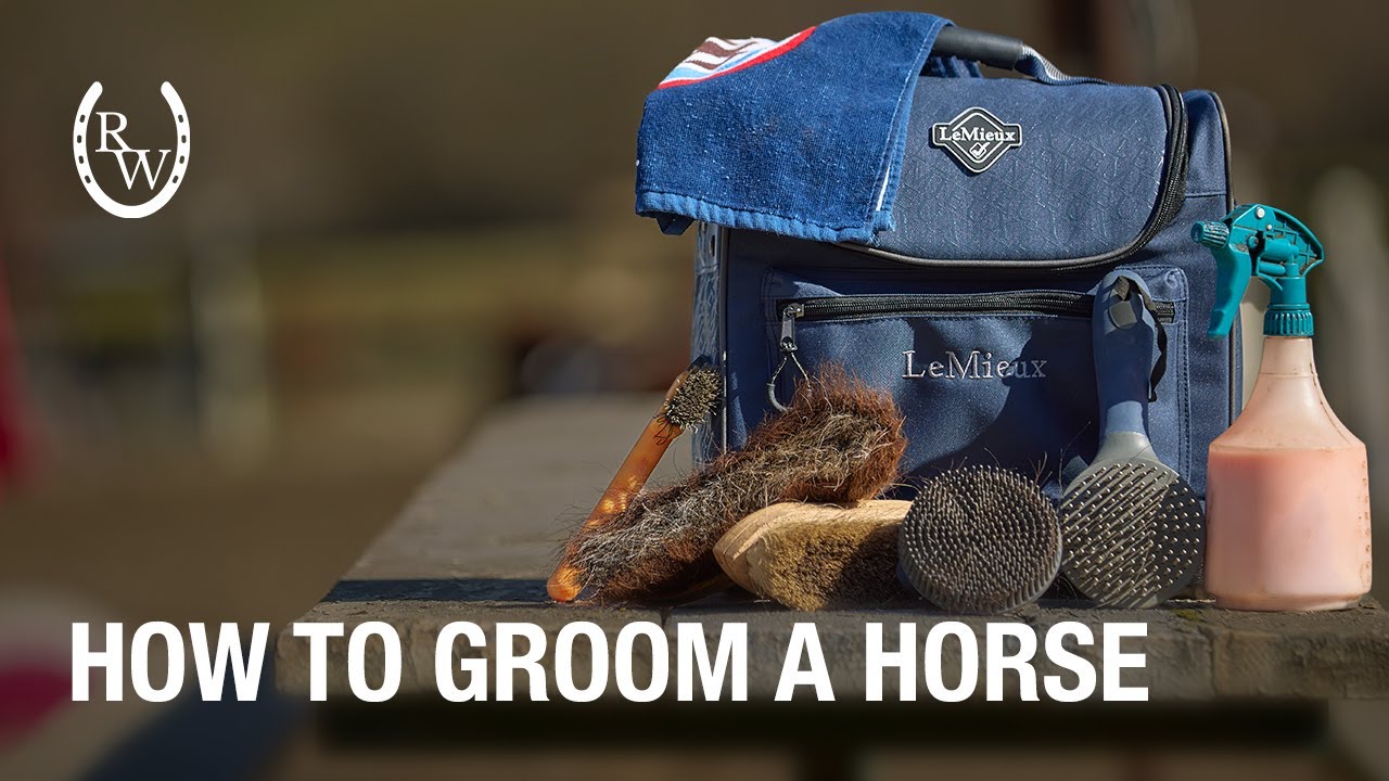 How to Properly Groom a Horse