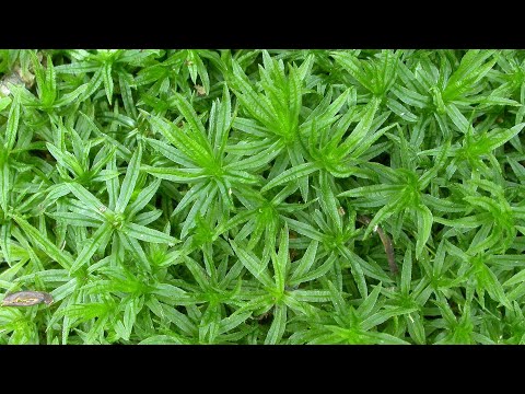Video: Nejstarší rostliny na Zemi, které přežily dodnes