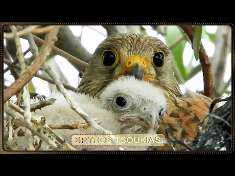 Βίντεο: Crested Lark: φωτογραφία και περιγραφή