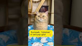 [#024-1] Stop Slipping! 🐈 Quiet Paw Trimmer for Safe Cats ✨🐾