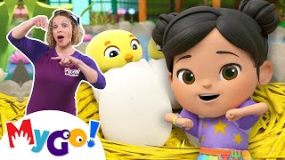 5 Little Ducks - Playtime at the Farm! | Lellobee | Nursery Rhymes | MyGo Sign Language For Kids