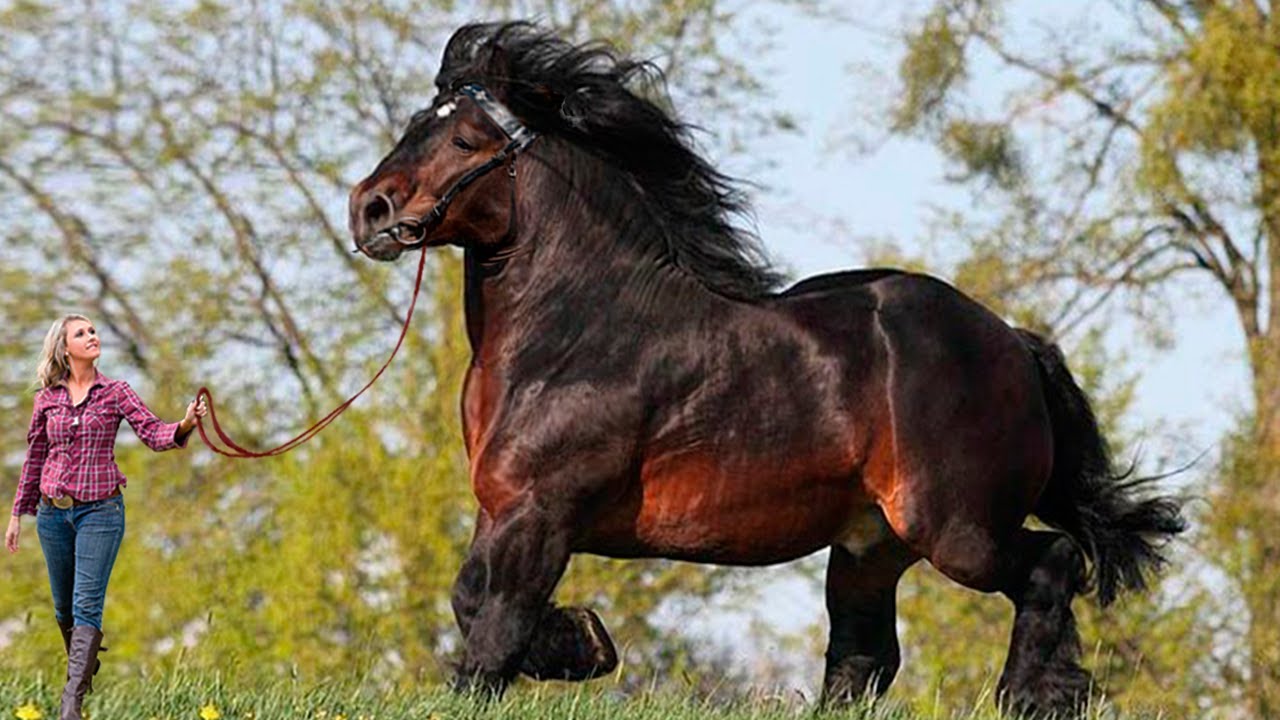 10 Strongest Horse Breeds In The World