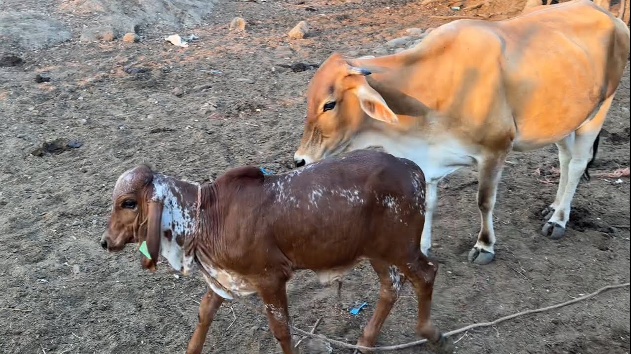 Gyr lechero fiv hijo de jaguar se rifara en marzo 
