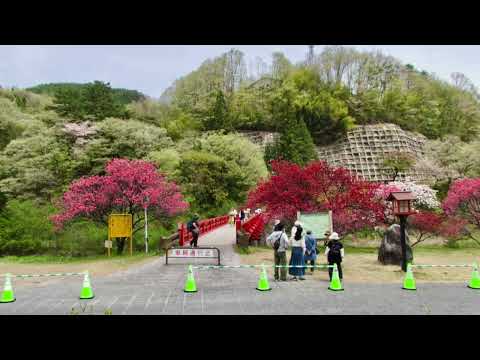 阿智村花桃の里