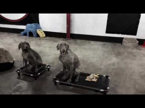 dog-group-class-at-sit-means-sit-mahoning-and-steel-valley