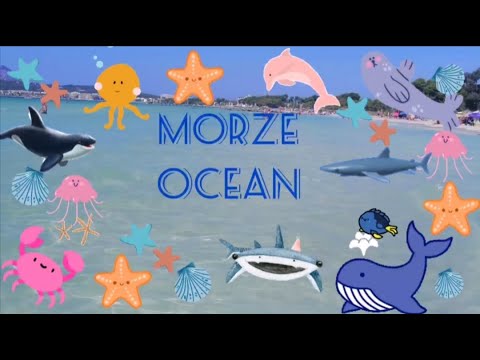 Wideo: Jak Obchodzony Jest Światowy Dzień Oceanów