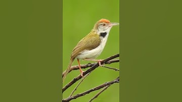 Burung prenjak lumut di alam liar #burung #birds #kicaumania #viralvideo #shortvideo #shorts #fyp