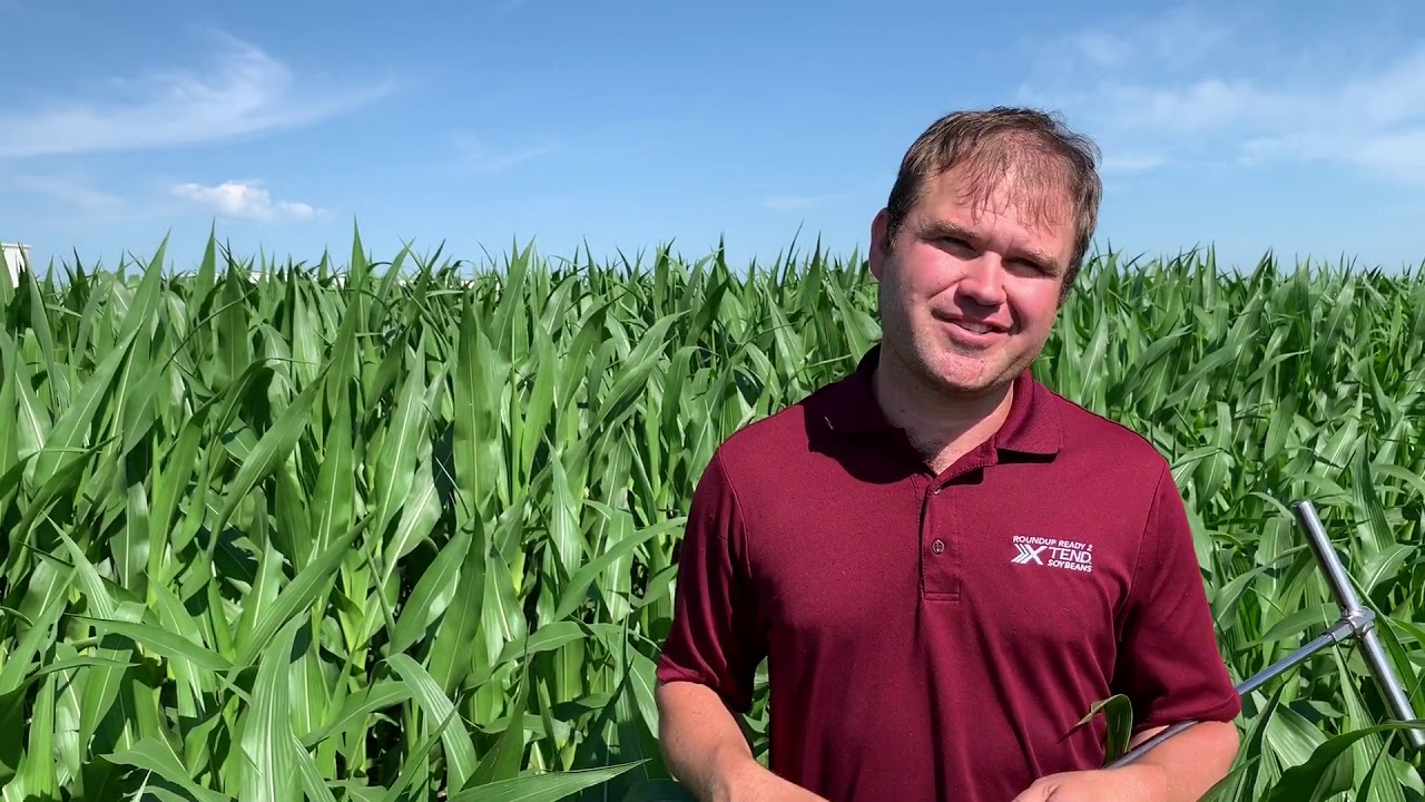 Corn Deciding When to Start Irrigation