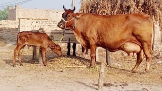 ✈️..Sahiwal jarsi cow sale (03014865352)youtube. 4-8-23