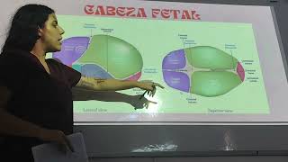 obstetricia - móvil fetal y canal de parto