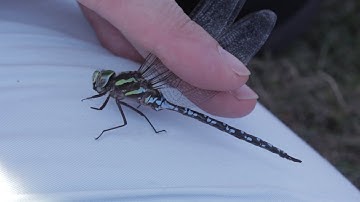 Check out our Dragonfly and Damselfy Survey.