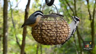 How Cool Is That! - Nuthatches | Wild Birds Unlimited