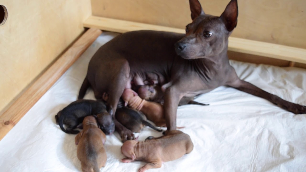 american hairless terrier puppy for sale