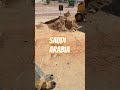 Saudi Arabia contronction Riyadh