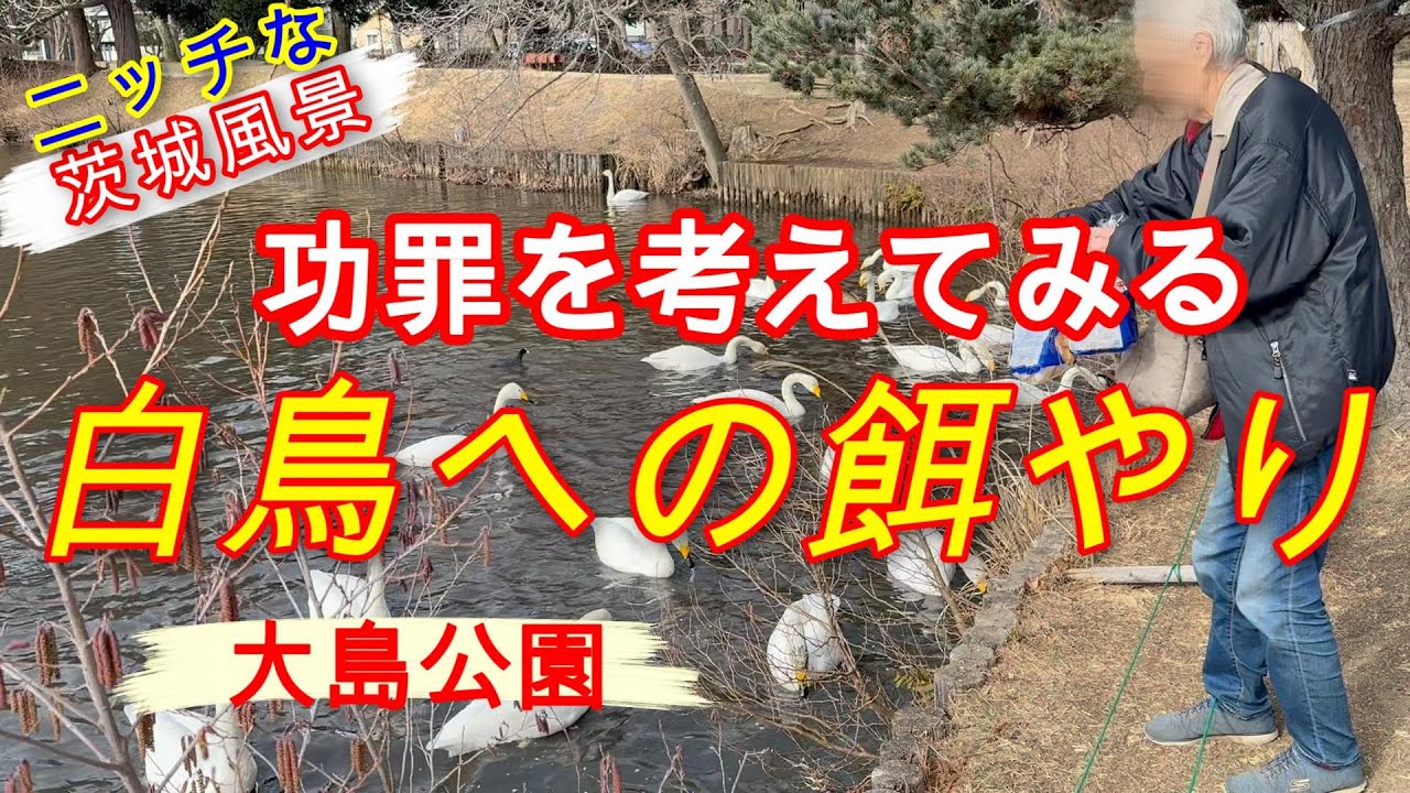 大島公園の白鳥への餌やりの功罪を考えた