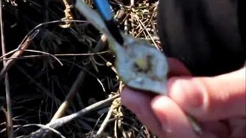 Shannon Walters discusses Goldenrod galls at Kirt ...