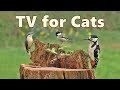 Birds For Cats To Watch On Fathers Day Birds For Cats To Watch On Fathers Day