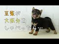 【豆柴】子犬　5/13　女の子♀　摂州宝山荘　mameshiba dog Puppy （mame shiba inu)