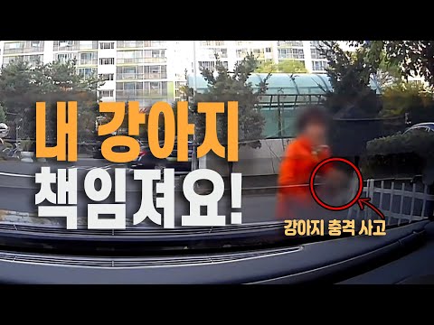 4279회. (4247회 투표결과)  아파트 단지 내 우회전 도는 코너에 작은 강아지 내려서 있으면 안 보입니다. 강아지 잘못 70~100% 의견입니다.
