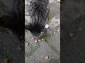cats at march in Istanbul
