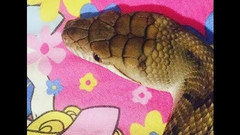 Fluffy the Scrub Python