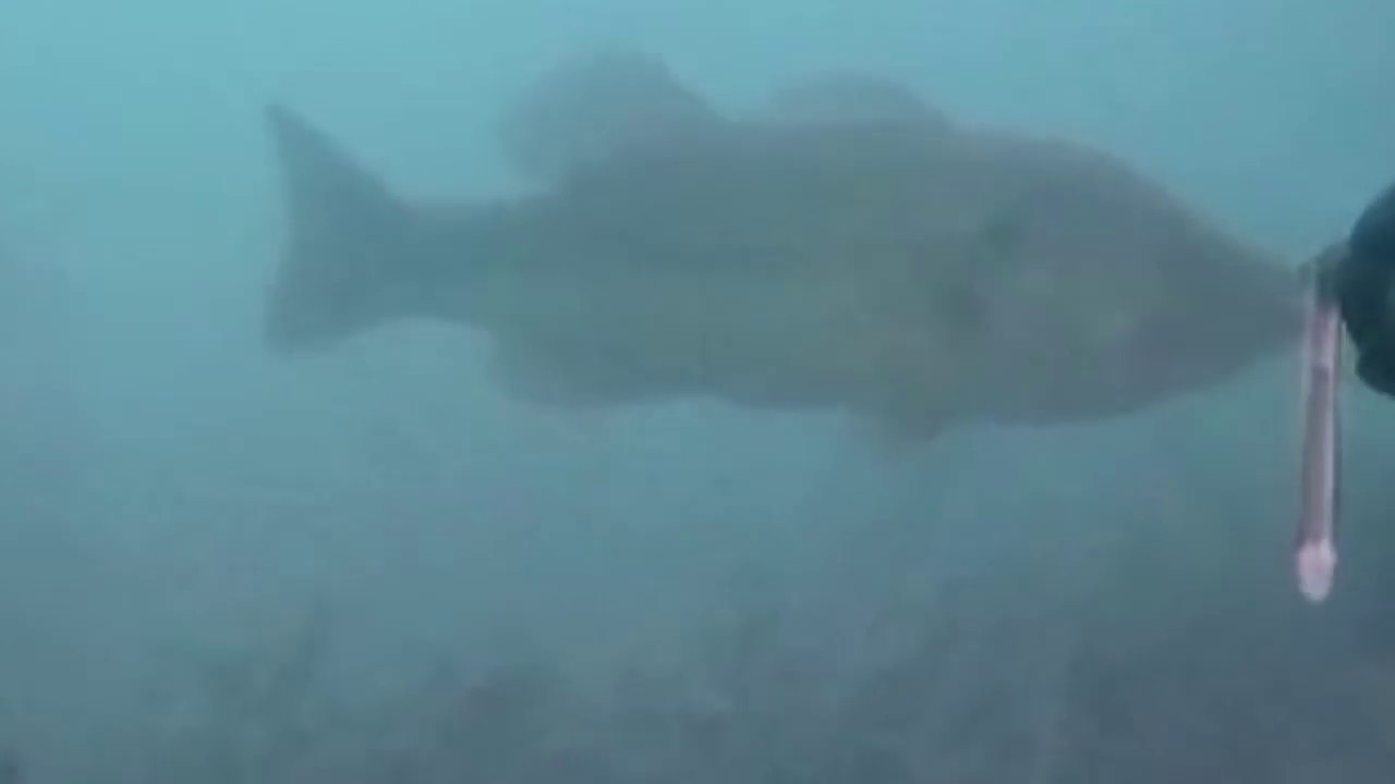 Spearfishing Blue Lake Utah 2017 YouTube