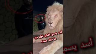 هذا ألاسد يسمع القران الكريم لاول مره حالة غريبه 😱#shorts #islam #allah #Quran #muslim screenshot 1