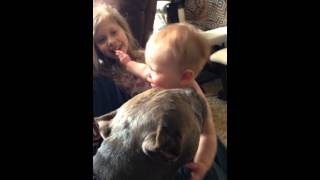 Pitbull attacking baby!