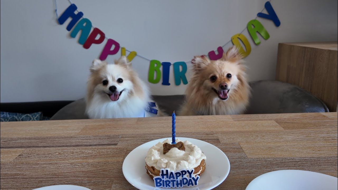 롤렉스와 벤틀리 명품 강아지 1년 차이로 같은 생일 @SoloHojuJipsa