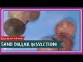 Sand Dollar Dissection || Doves of Peace [EDU]