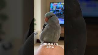 吹冷氣，很會過生活🤣 #太平洋鸚鵡阿飽 #parrot #birds