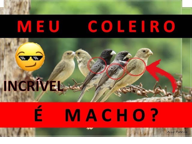 MACHO OU FÊMEA? COMO DIFERENCIAR UM PAPA CAPIM PARDO 😀 