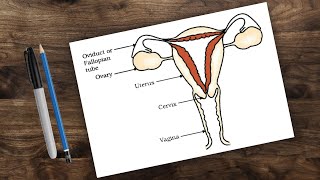 female reproductive system diagram || female reproductive cycle diagram