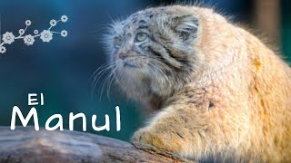 PALLAS CAT HUNTING