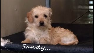 What REALLY happened to Sandy at &quot;Shelter Dogs to Dream Dogs&quot;?