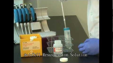 Promega PureYield™ Plasmid Midiprep System combined protocol (I).mpg