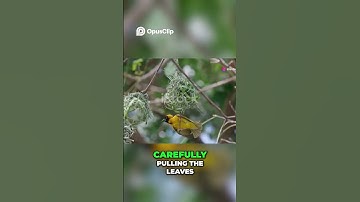 The Tailor Bird Nature