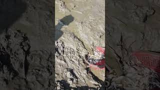 Download Lagu Amazing Fish Catch Suri #reels #fishing #fishingvideo MP3