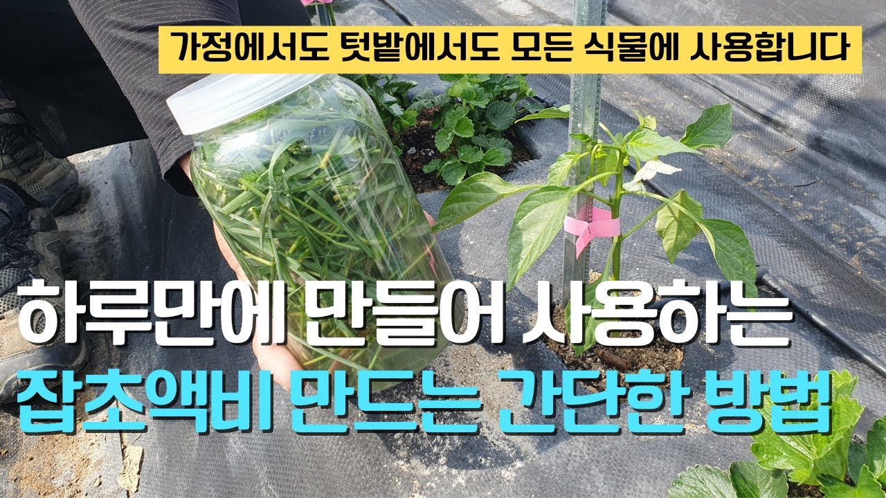159. 잡초로 단 하루만에 최고급 친화경 비료를 만들어 사용하는 간단하고 쉬운 방법입니다