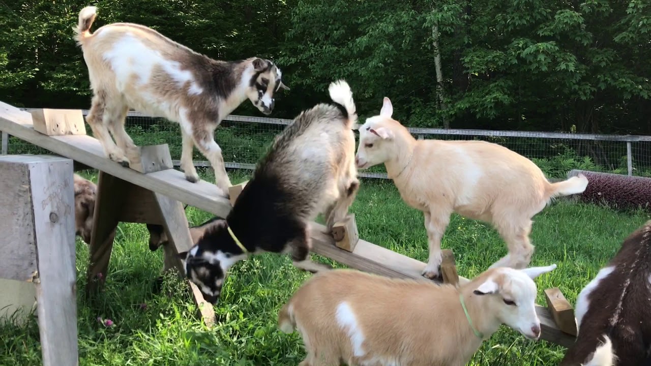 29 Inexpensive Goat Toys For Enrichment And Entertainment