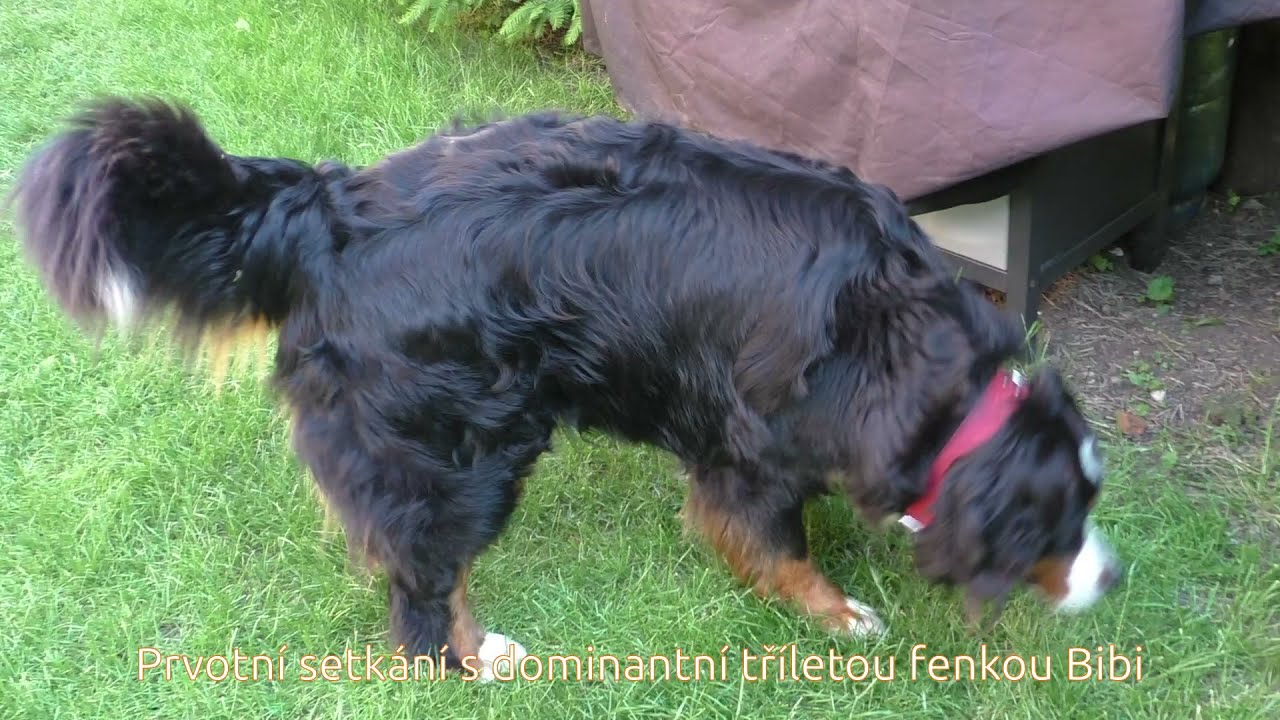 Bernšský salašnický pes - převýchova